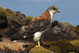 Red-backed Buzzard 